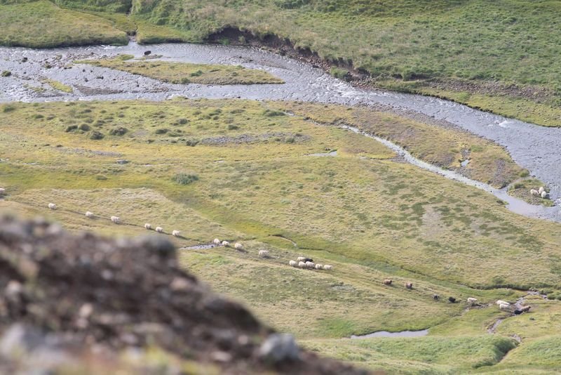 Dæmigerð septembermynd og táknræn er varðar titil verkefnisins „Á leiðinni að nýjum lausnum varðandi riðuveiki“. Aðsendar myndir.