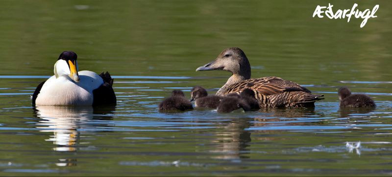 Æðarfugl. Mynd af Fuglavefnum/JÓH.
