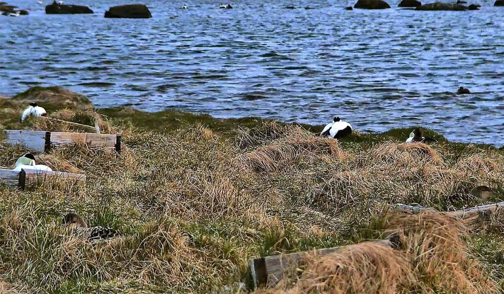 Skjáskot frá æðarvarpinu á Skaga.