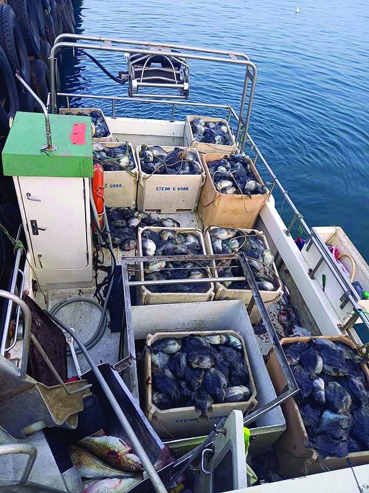 Góð veiði hjá Steina G SK 14. MYND: Þráinn Þorvaldsson