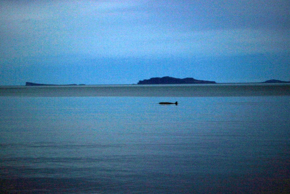 Andarnefja skammt undan landi