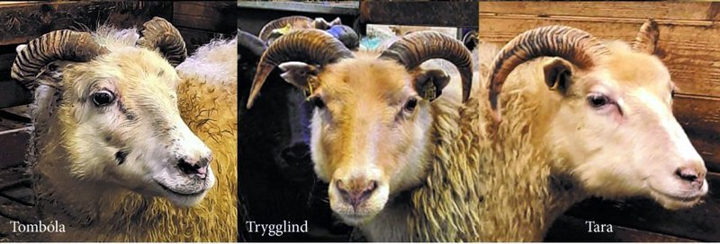 Ærnar þrjár frá Sveinsstöðum í Austur-Húnavatnssýslu sem bættust í hóp T137. Mynd af Rml.is.