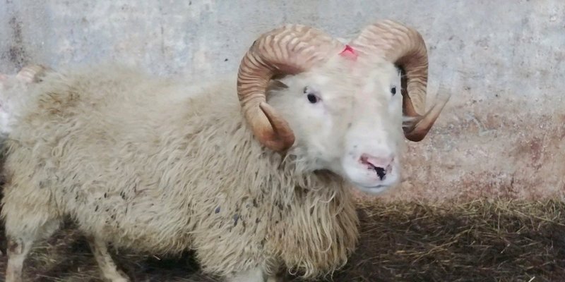 Austri, fyrsti hrúturinn sem finnst með T137 hér á landi. Mynd: Rml.is.