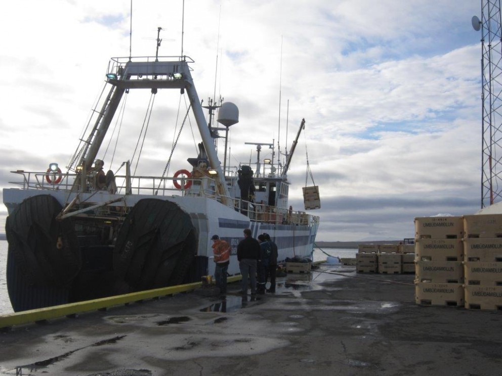 Berglín landar rækju á Hvammstanga