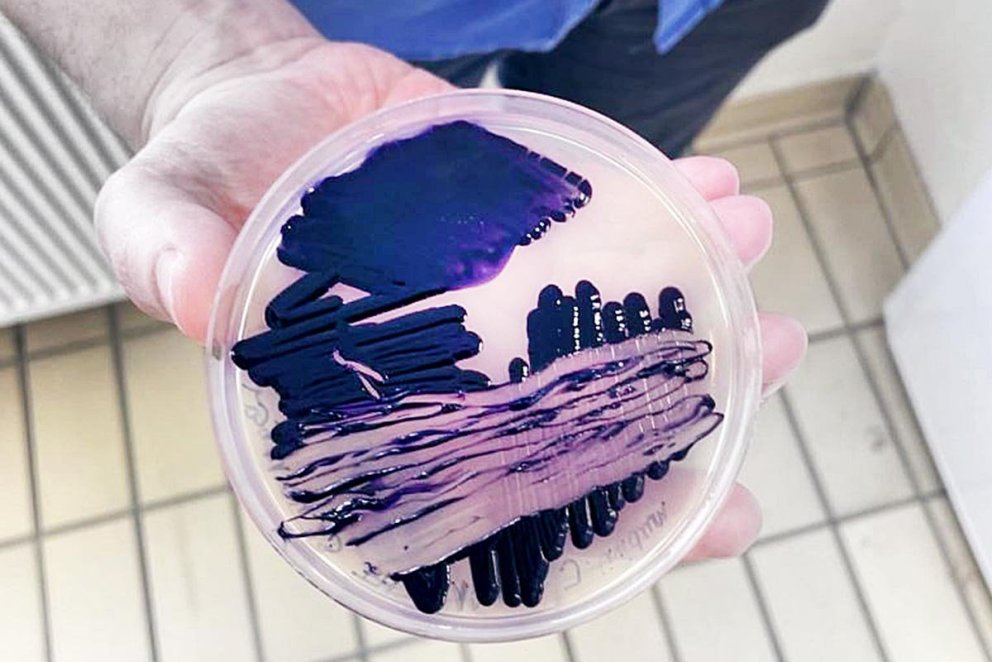 Ekta fjólublátt. MYND AF HÚNA.IS