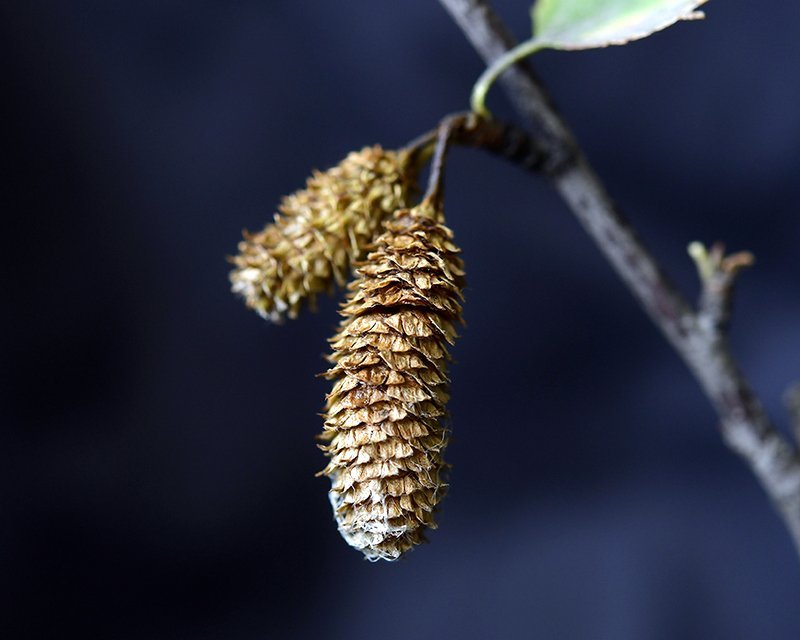 Myndir: Áskell Þórisson.