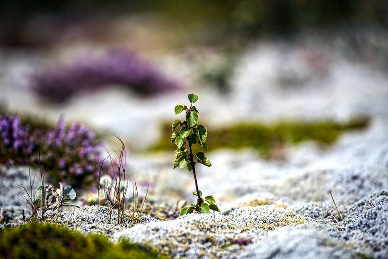 Söfnun og sáning á birkifræi 2022