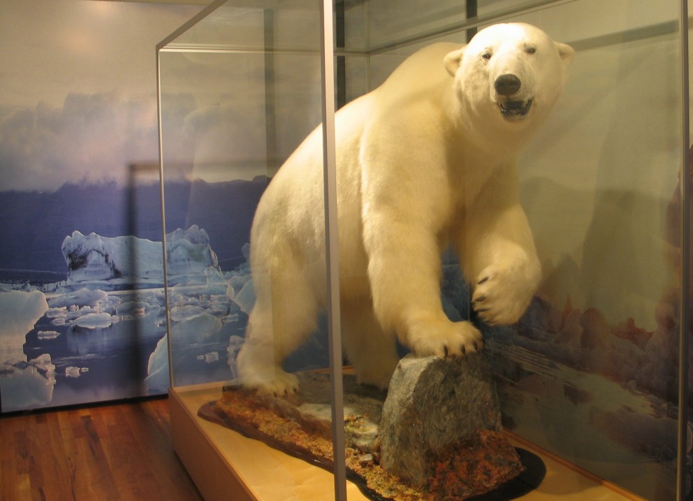 Engar áhyggjur, hvítabjörninn er uppstoppaður.