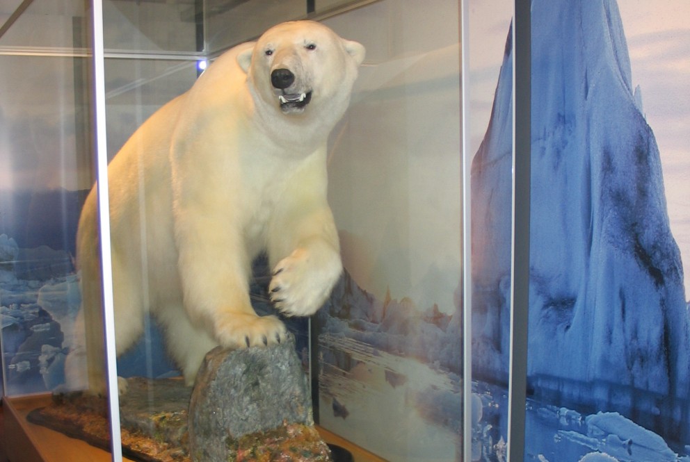 Ísbjörnin færður um set í Minjahúsinu