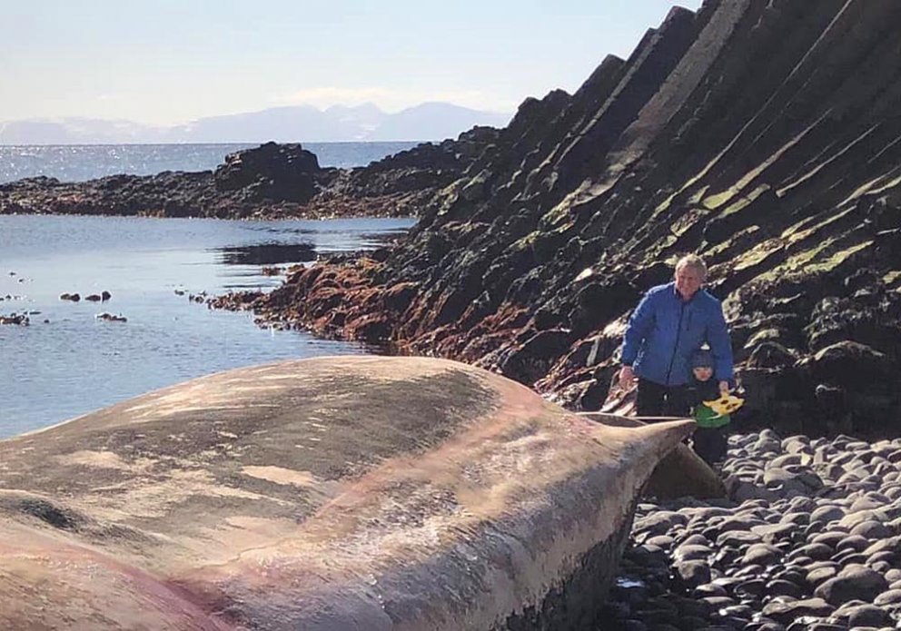 Bjarni Jónsson og Jón Bjarnason yngri við búrhvalshræið. MYND AF NETINU