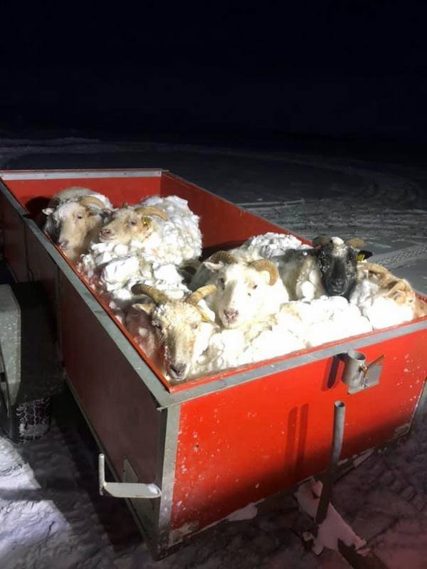 Björgunarfélagið Blanda fékk m.a. aðstoðarbeiðni um að sækja fé sem var í sjálfheldu í Blöndudal. Mynd af FB síðu félagsins.