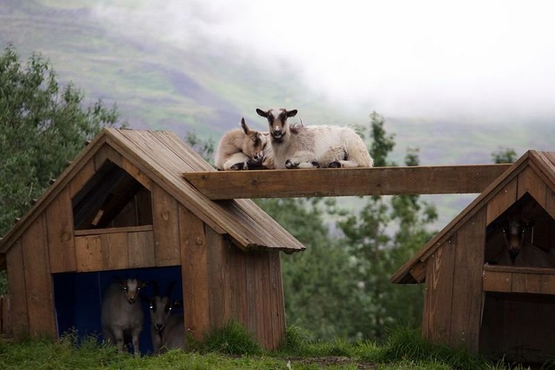 Bændur á Brúnastöðum í Fljótum bjóða fólki að heimsækja býlið þann 25. ágúst frá 13:00-17:00. Nú í sumar verður farið að mjólka sauðfé og geitur og verða ostar unnir heima á býlinu i vottaðri vinnslu. Mynd af rettir.is