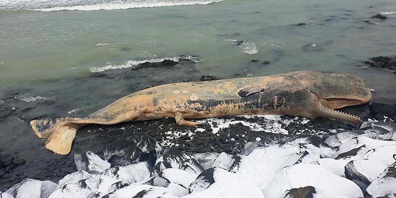 Hvalreki við ósa Blöndu. MYND: HÚNI.IS / ÁGÚST ÞÓR BRAGASON