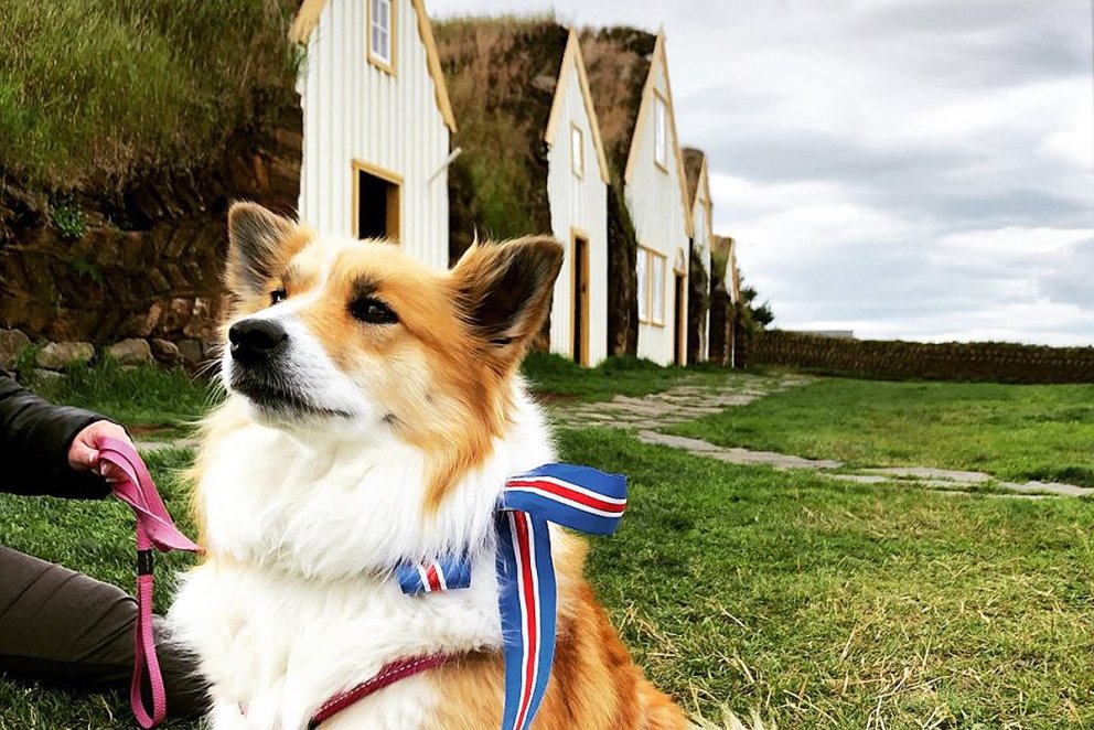 Íslenskir fjárhundar heimsækja safnið í tilefni dagsins. MYND AF SÍÐU BSK