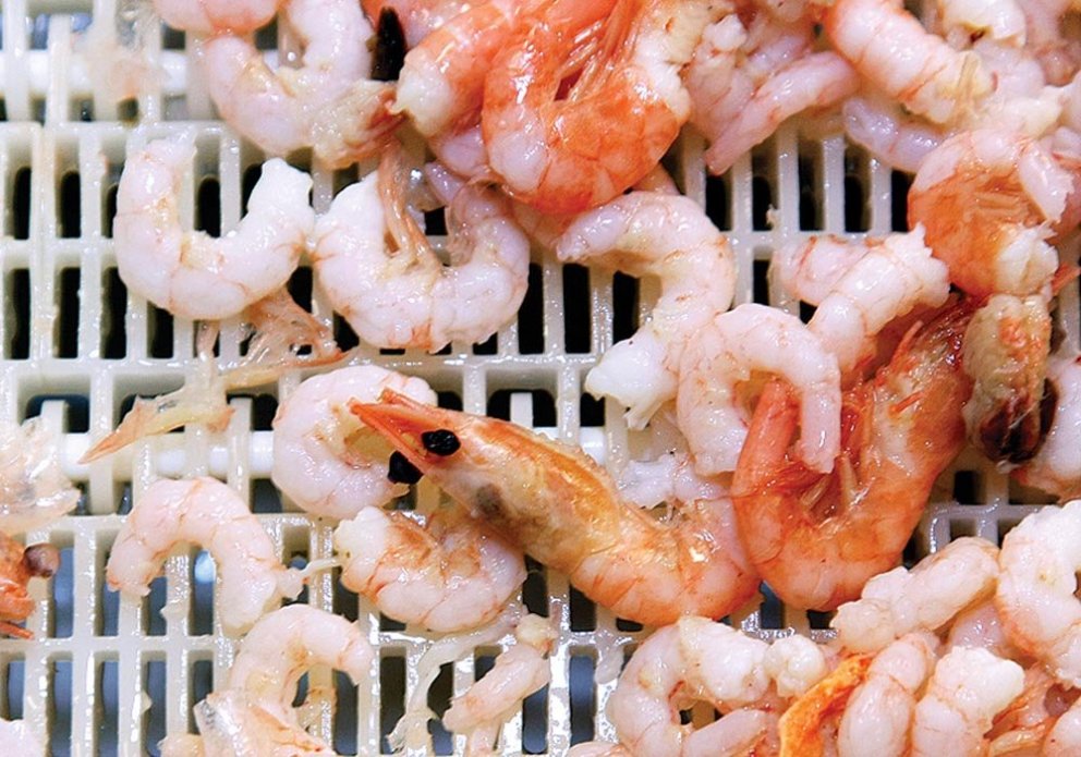 Dögunarrækja. MYND: HINIR SÖMU