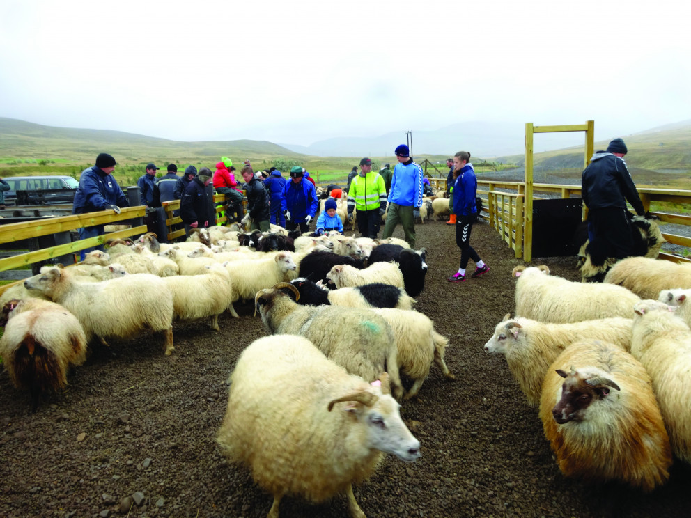 Í Sauðárkróksrétt á dögunum. Mynd: PF