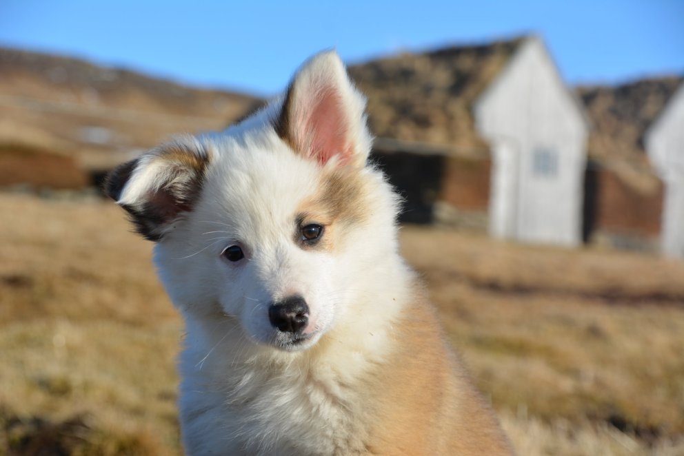 Myndin er tekin við opnun Sögusetursins og fékk blaðamaður hana senda.