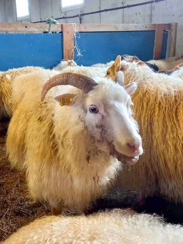 Dýrbitin ær. Aðsend mynd.