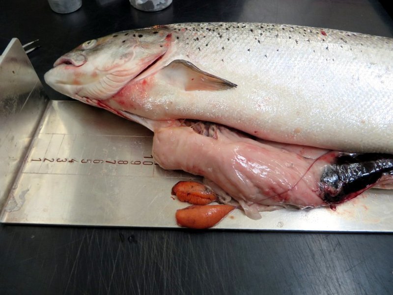 Hrygnan sem veiddist í Vatnsdalsá. Mynd af vef Hafrannsóknastofnunar.