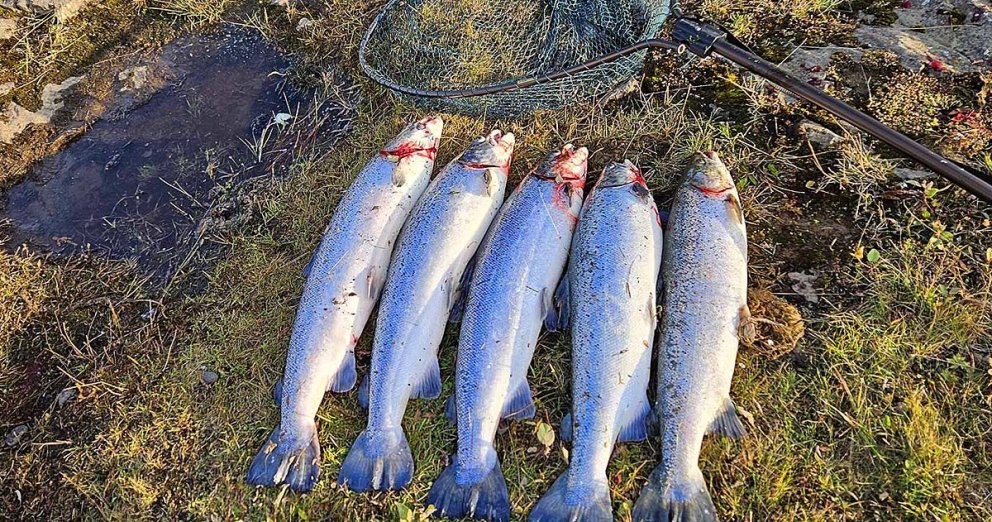 Fimm eldislaxar á þurru landi. Þessir voru nýverið háfaðir við Blöndu. MYND; GUÐMUNDUR HAUKUE