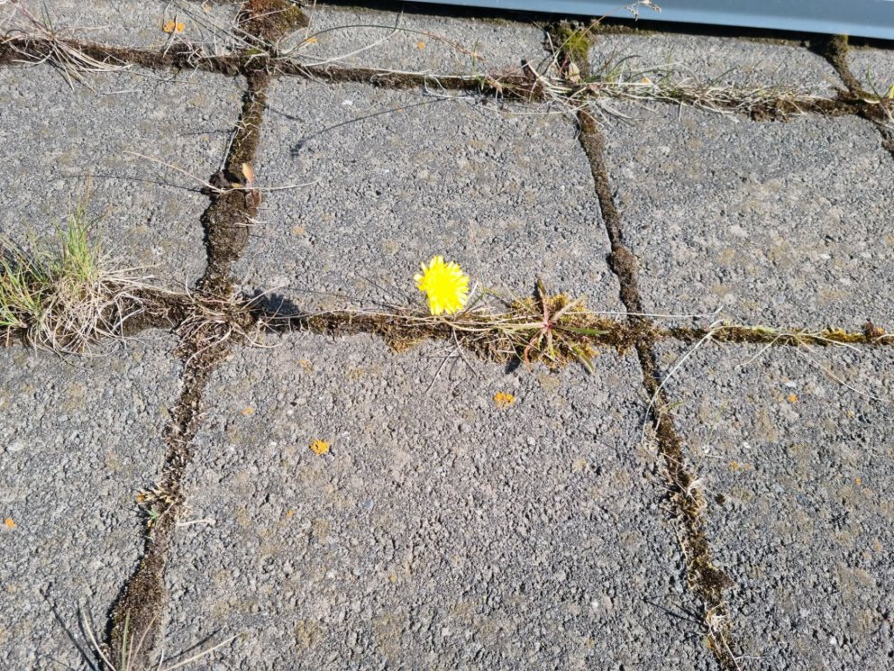 Túnfífillinn lífseigi. Mynd: HMJ