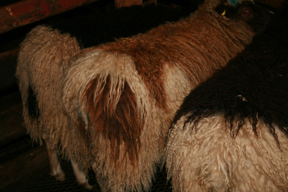 Kynningarfundur um riðuveiki verður haldinn í Miðgarði annað kvöld.