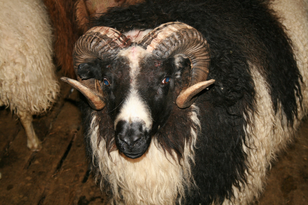 Samkvæmt tilkynningu frá Mast má rekja fjárdauðann í fyrra til næringarsnauðra heyja.