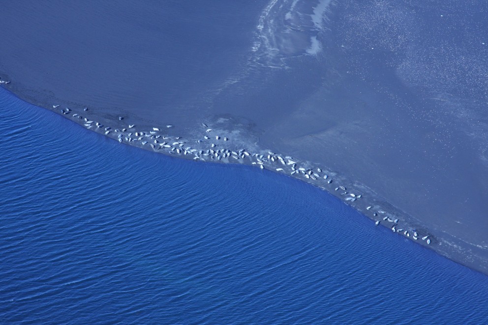 Flugtalning á landsel gekk vel