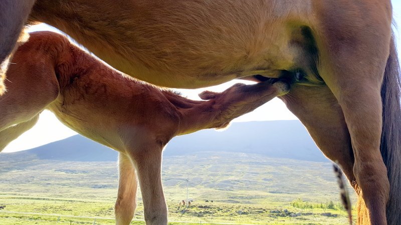 Verðlaunað verður fyrir þrjú efstu sæti í hvorum flokki en jafnframt verður afhentur bikar fyrir glæsilegasta folald sýningarinnar. Mynd: PF.