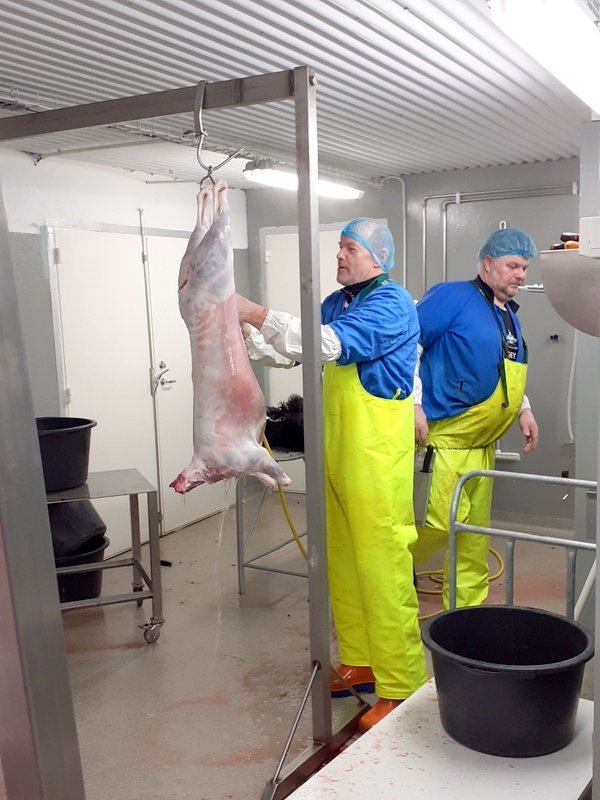 Guðjón Karlsson og Jón Sigurjónsson gera að einum lambaskrokknum í fyrstu löglegu heimaslátrun örsláturhúsa. Mynd: Ragnheiður Lára Brynjólfsdóttir.