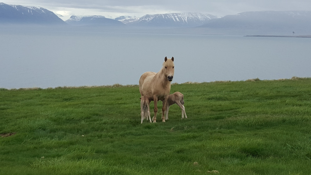 Afar sjaldgæft er að hryssur kasti tveimur folöldum í einu. Það gerði Glódís á Meyjarlandi samt í síðustu viku og allir við hestaheilsu. Mynd: Sigfríður Halldórsdóttir.