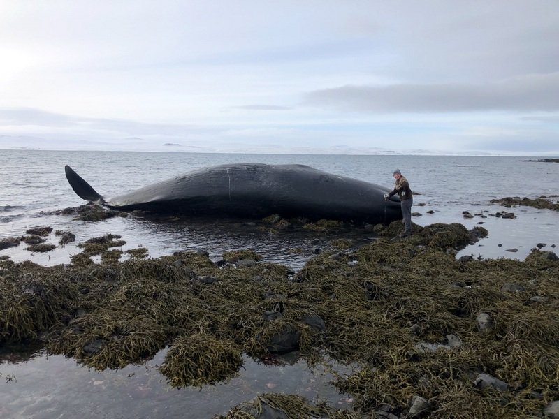 Hvalreki í fjörunni á Bessastöðum í Húnaþingi vestra. Mynd: Guðný Helga Björnsdóttir.