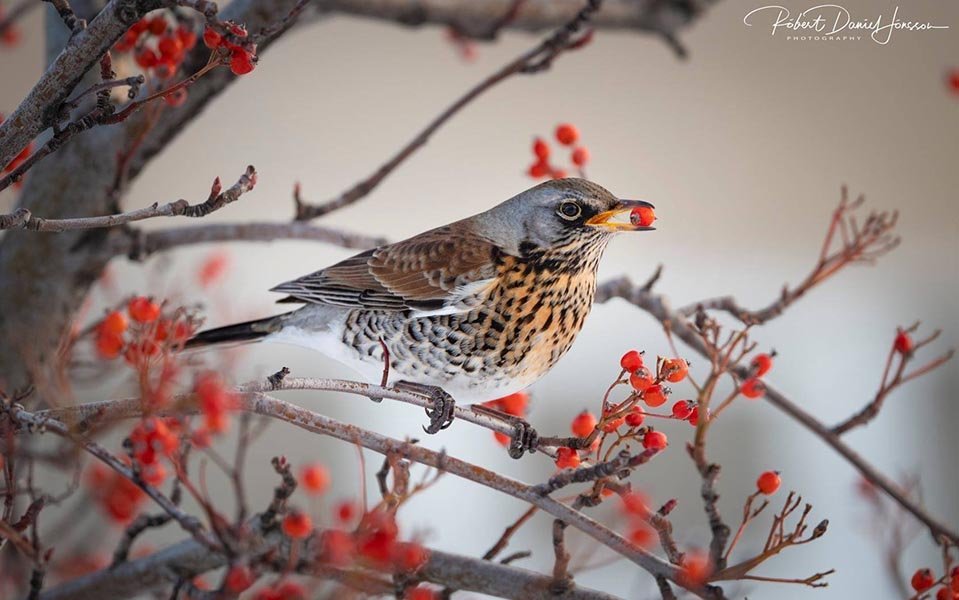 Gráþröstur. MYND: RÓBERT DANÍEL JÓNSSON