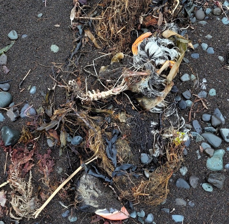 Fjölskylda á Sauðárkróki velti fyrir sér hvort fuglaflensa hafi orðið lundum að fjörtjóni sem hún gekk fram á í göngutúr í fjörunni við Sauðárkrók á dögunum. Á um 500 metra kafla sáust a.m.k. sjö hræ. Myndir: Lára Halla Sigurðardóttir.