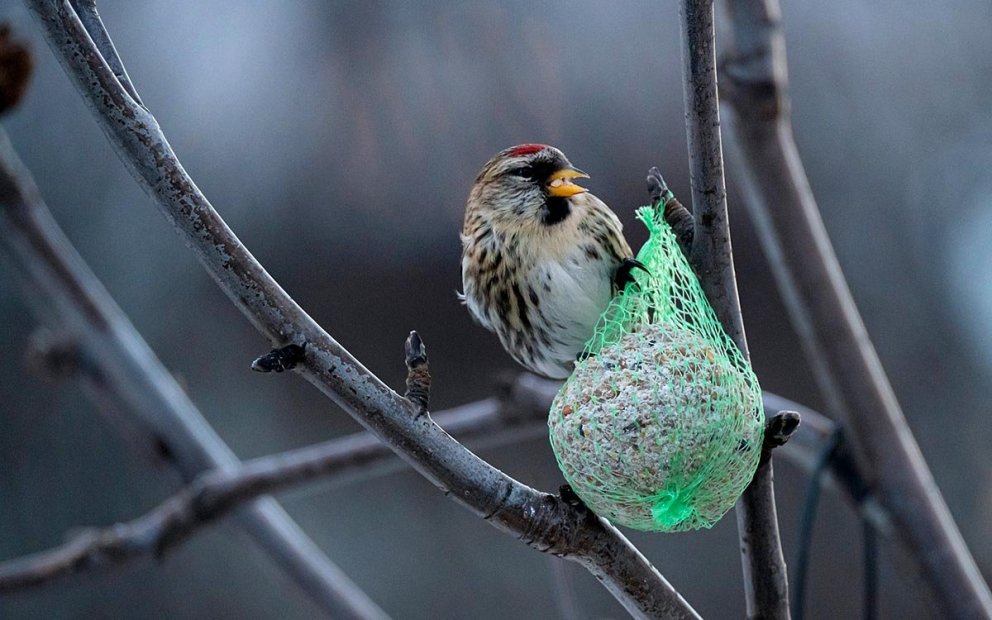 Garðfugl í heimsókn hjá Sigurði Inga. MYND: SIGURÐUR INGI