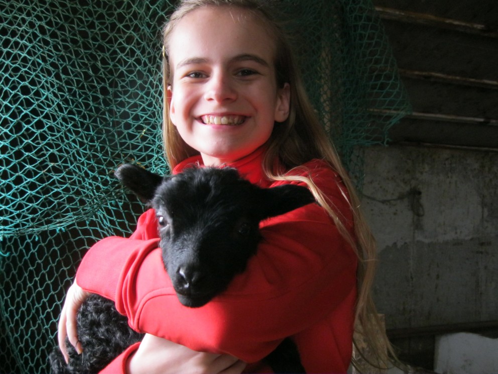 Ráðstefna um stuttrófukyn sauðfjár