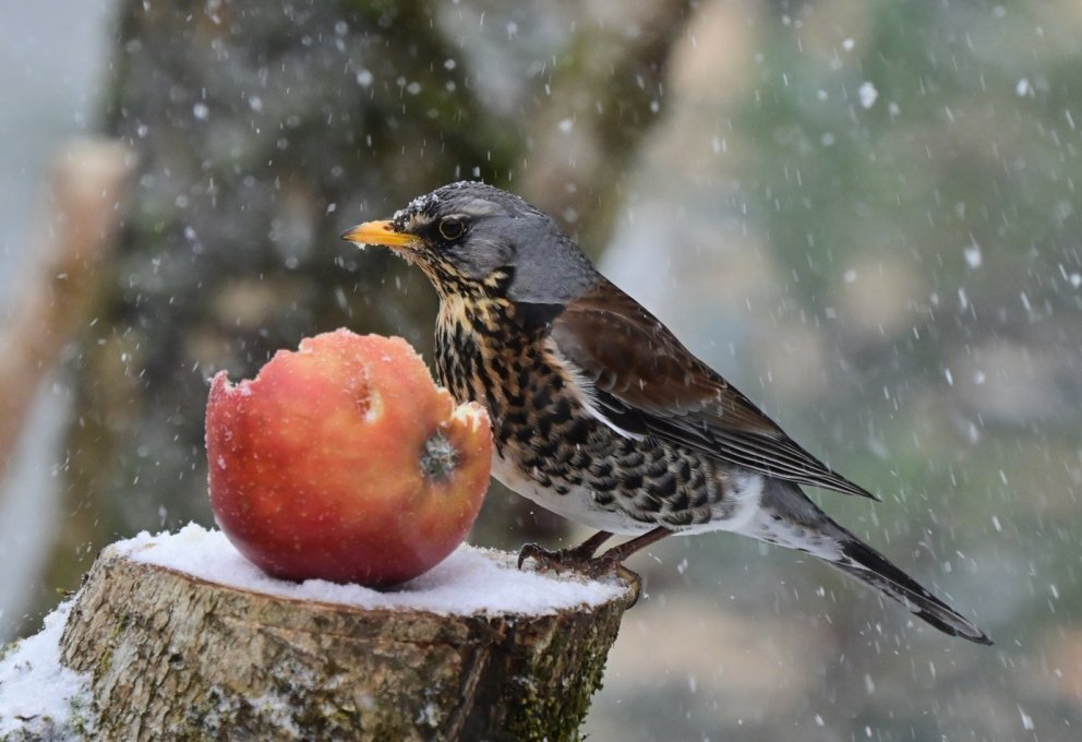 Aðsend mynd af gráþresti tekin af Erni Óskarssyni.