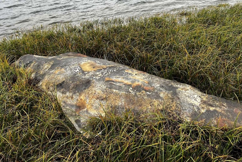 Grindhvalurinn fannst á óvanalegum stað. Fleiri myndir má sjá hér neðar en myndirnar voru teknar síðastliðinn föstudag. MYNDIR: RAGNA BJÖRG GUÐMUNDSDÓTTIR
