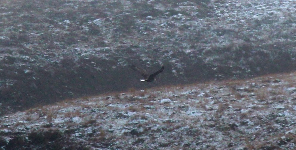 Haförn á flugi í Miðfirði í Húnaþingi vestra. Ljósm./BÞ