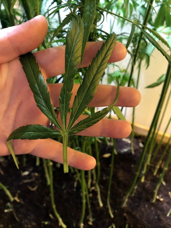 Hampur. Aðsendar myndir.