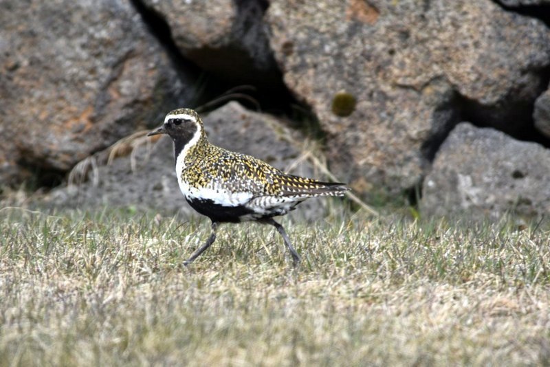Heiðlóa. Myndir EÓÞ.