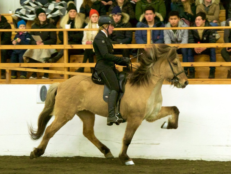 Helga Una Björnsdóttir og Þoka frá Hamarsey. Mynd: KS deildin.