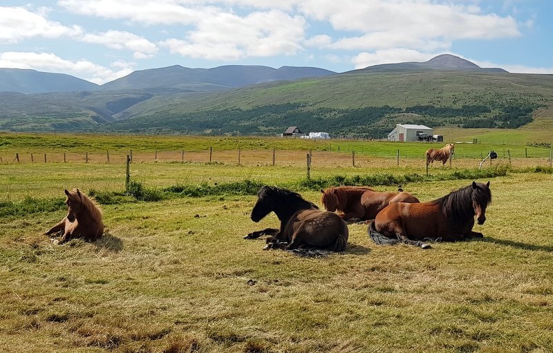 Mynd: Það eru bæði menn og skepnur sem hafa notið veðurblíðunnar í sumar. PF.