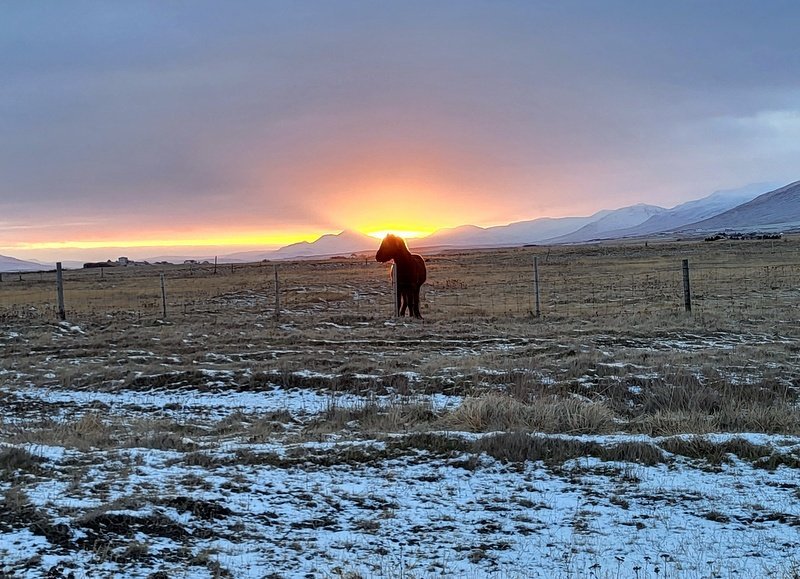 Hestur í vetrarsól. Mynd: PF.