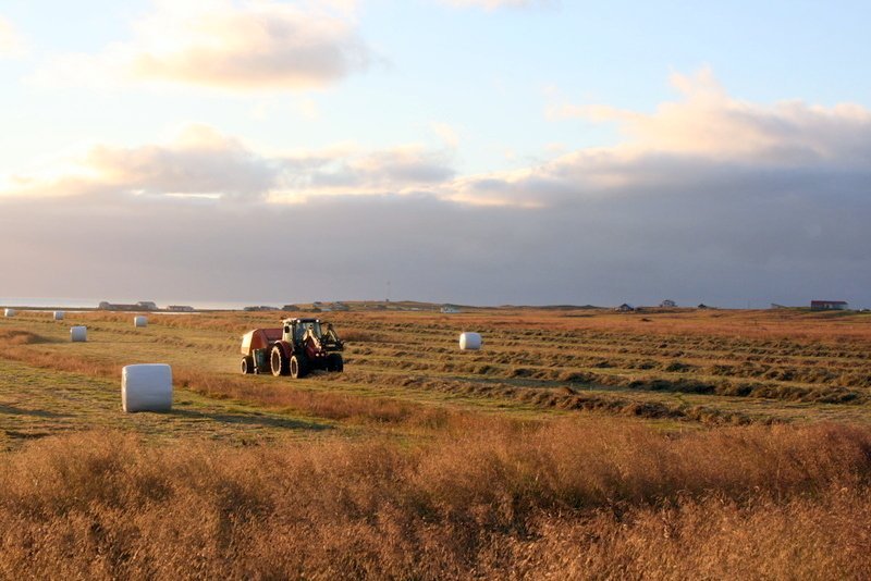 Heyskapur í Fljótum. Mynd úr safni Feykis.