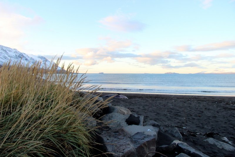 Hræið af hvalnum liggur við fjölfarna gönguleið í fjörunni við Sauðárkrók. Mynd: PF.