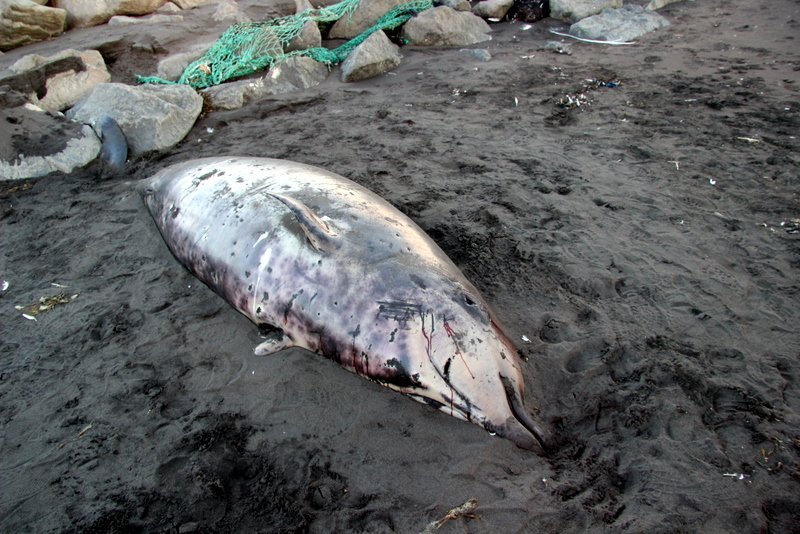Andarnefjan liggur í fjörunni steinsnar frá Fornós á Sauðárkróki. Mynd: PF