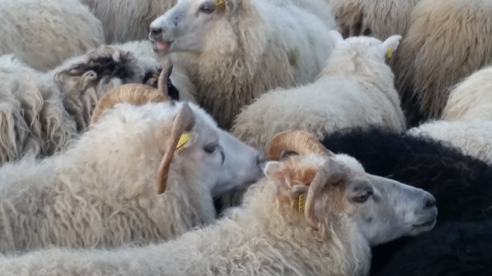 Mikil hættta getur skapast þegar reka þarf búfé yfir þjóðvegi. Mynd: KSE.