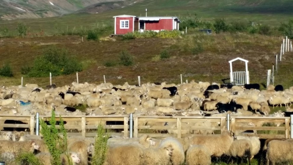 Matvælastofnun hefur ákveðið að halda áfram rannsóknum á miklum sauðfjárdauða síðasta vetur. Myndin er úr Holtsrétt í Fljóum. Mynd: KSE.