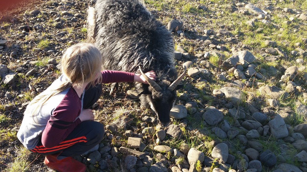 Úr Holtsrétt í Fljótum. Mynd: KSE